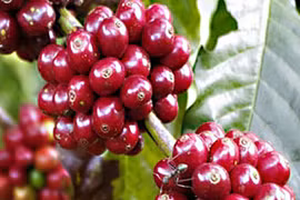 Giá cà phê Gia Lai cao nhất cả nước với 96.300 đồng/kg