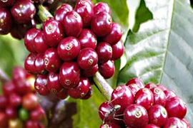 Giá cà phê Gia Lai cao nhất cả nước với 96.300 đồng/kg