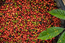 Giá cà phê Gia Lai giảm còn 115.300 đồng/kg trong ngày 29-10. Ảnh: Internet