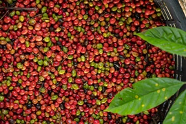 Giá cà phê Gia Lai giảm còn 115.300 đồng/kg trong ngày 29-10. Ảnh: Internet