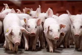 Giá heo hơi tăng mạnh, chạm sát ngưỡng 60.000 đồng/kg