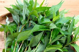 Công dụng chữa bệnh ít người biết của rau răm