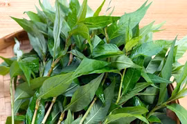 Công dụng chữa bệnh ít người biết của rau răm