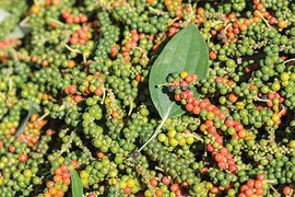 Giá hồ tiêu tăng đến 2.000 đồng/kg trong ngày 28-10. Ảnh: Internet