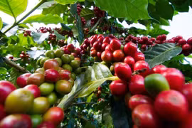 Cà phê và hồ tiêu ổn định giá phiên đầu tuần
