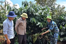 Ông Huỳnh Thành Ngọc (bìa phải)-CEO dự án "Người chiến sỹ nhà nông"-hướng dẫn quy trình chăm sóc cà phê theo hướng hữu cơ cho người dân xã Ia Phí. Ảnh: N.S