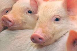 Heo hơi tăng giá đến 2.000 đồng/kg ở cả 3 miền trong ngày 20-11.