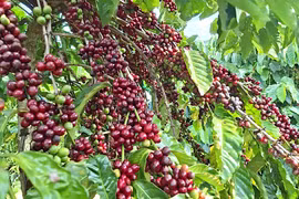 Thị trường cà phê và hồ tiêu phục hồi dịp cuối năm