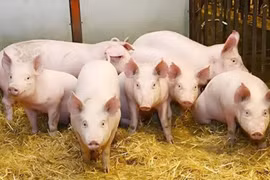 Ngày 19-11, giá heo hơi tăng 1.000-2.000 đồng/kg tại nhiều địa phương.