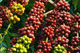 Giá cà phê tăng 800-1.000 đồng/kg trong ngày 18-10. Ảnh: Internet