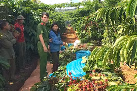 Bắt giữ đối tượng trộm cắp cà phê của hàng xóm