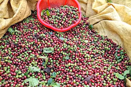 Ngày 9-12, giá cà phê trong nước tăng nhẹ 200 đồng/kg sau phiên đi ngang hôm qua.