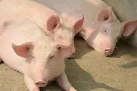 Giá heo hơi tiếp tục bứt phá, tiến sát mốc 70.000 đồng/kg trong ngày 20-12.