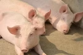 Giá heo hơi tiếp tục bứt phá, tiến sát mốc 70.000 đồng/kg trong ngày 20-12.