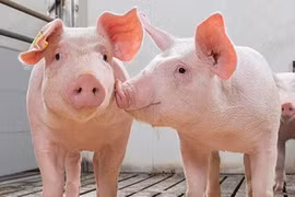 Tiếp đà tăng, giá heo hơi cao nhất 54.000 đồng/kg trong ngày 25-11.