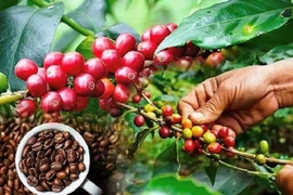 Giá cà phê và hồ tiêu cùng giảm nhẹ trong ngày 12-11.