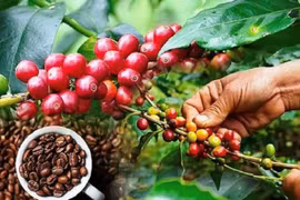 Giá cà phê và hồ tiêu cùng giảm nhẹ trong ngày 12-11.