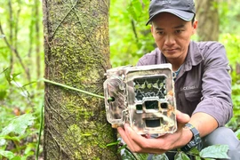 Thông qua việc đặt “bẫy ảnh”, Vườn quốc gia Kon Ka Kinh ghi nhận nhiều loài động vật hoang dã quý hiếm nằm trong Sách đỏ Việt Nam và thế giới. 