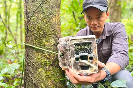 Thông qua việc đặt “bẫy ảnh”, Vườn quốc gia Kon Ka Kinh ghi nhận nhiều loài động vật hoang dã quý hiếm nằm trong Sách đỏ Việt Nam và thế giới. 