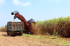 Giá đường rơi xuống mức thấp nhất trong 4 năm gần đây.