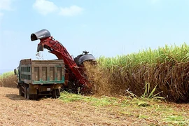 Giá đường rơi xuống mức thấp nhất trong 4 năm gần đây.