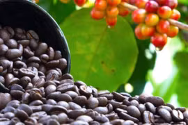 Cà phê ngày 13-10 chững giá sau 2 ngày giảm liên tiếp. Ảnh: Internet