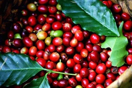 Giá cà phê nhích nhẹ ngày cuối tháng 11, dao động 111.300-112.300 đồng/kg.