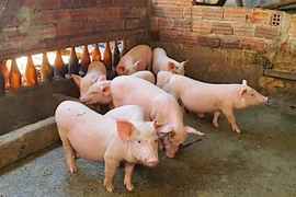 Giá heo hơi tiếp tục lập đỉnh mới với 61.000 đồng/kg.