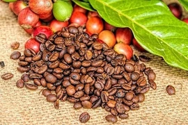 Giá cà phê ngày 17-10 đảo chiều tăng, cao nhất 114.500 đồng/kg tại Đắk Lắk. Ảnh: Internet