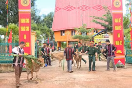 Người dân 2 xã Ia Chía và Ia Dơk phấn khởi nhận bò giống đưa về nhà. Ảnh: R'Piên