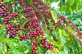 Thị trường cà phê phục hồi nhẹ, hồ tiêu đảo chiều giảm mạnh
