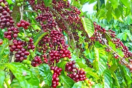Thị trường cà phê phục hồi nhẹ, hồ tiêu đảo chiều giảm mạnh