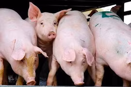 Giá heo hơi cán mốc 66.000 đồng/kg trong ngày 17-12.