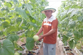 Nông dân xã Ia Phí chuyển đổi diện tích cà phê già cỗi sang trồng dưa lưới, đem lại hiệu quả kinh tế cao. Ảnh: N.D