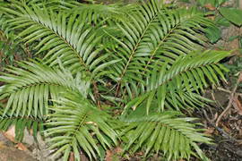 Loài dương xỉ Blechnum orientale. Ảnh: Internet