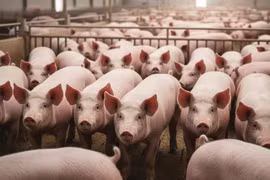 Giá heo hơi tại Gia Lai giảm còn 49.000 đồng/kg trong ngày 1-11.