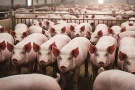 Giá heo hơi tại Gia Lai giảm còn 49.000 đồng/kg trong ngày 1-11.