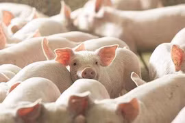 Ngày 19-12, giá heo hơi chạm đỉnh 68.000 đồng/kg