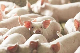 Ngày 19-12, giá heo hơi chạm đỉnh 68.000 đồng/kg