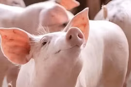 Ngày 22-10, giá heo hơi ở miền Bắc và miền Nam tăng nhẹ 1.000 đồng/kg. Ảnh: Internet