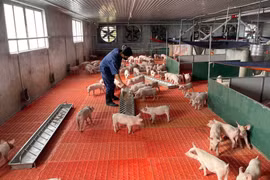 Tây Gia Lai chủ động tái đàn vật nuôi phục vụ Tết Bính Ngọ