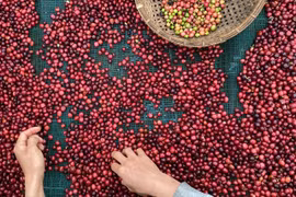 Giá cà phê tăng thêm 1.100-1.200 đồng/kg trong ngày 23-10. Ảnh: Internet