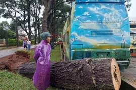 Cây thông cổ thụ 108 tuổi bật gốc hoàn toàn khiến người dân tiếc nuối. Ảnh: N.D