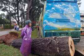 Cây thông cổ thụ 108 tuổi bật gốc hoàn toàn khiến người dân tiếc nuối. Ảnh: N.D