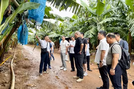 Đoàn doanh nghiệp Trung Quốc khảo sát một số vùng nguyên liệu nông sản của Gia Lai