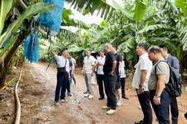 Đoàn doanh nghiệp Trung Quốc khảo sát một số vùng nguyên liệu nông sản của Gia Lai