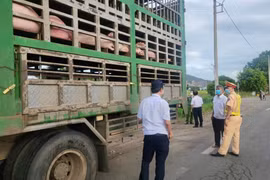 Vụ ô tô tải vận chuyển heo nghi nhiễm bệnh ở Gia Lai: Tiêu hủy toàn bộ số heo trên xe