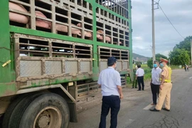 Vụ ô tô tải vận chuyển heo nghi nhiễm bệnh ở Gia Lai: Tiêu hủy toàn bộ số heo trên xe