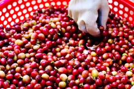 Ngày 28-9, giá cà phê trong nước lại đảo chiều tăng 2.100-2.700 đồng/kg. Ảnh: Internet