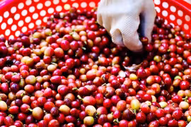 Ngày 28-9, giá cà phê trong nước lại đảo chiều tăng 2.100-2.700 đồng/kg. Ảnh: Internet